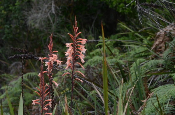 Wild flowers at Kirstenbosch