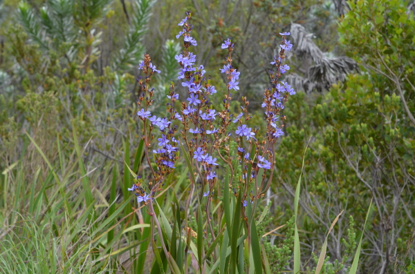 Wild flowers at Kirstenbosch