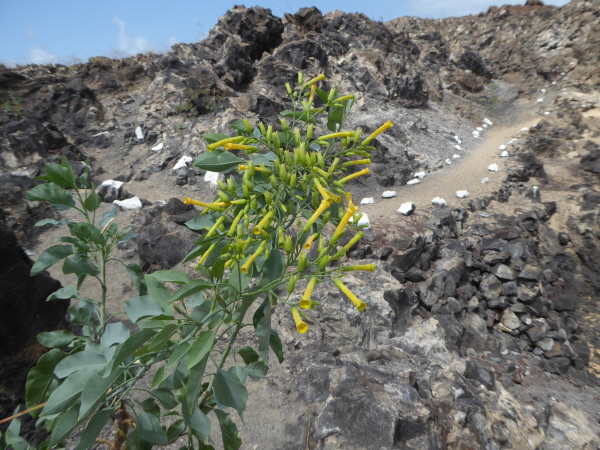 Wild flowers in Ascension