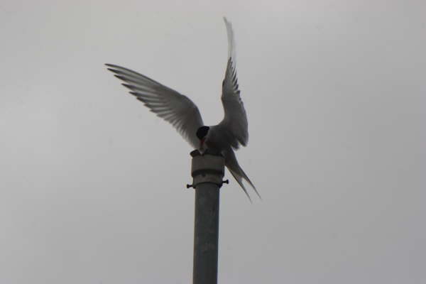 Arctic Tern