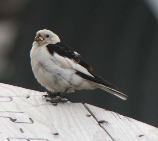 Snow Bunting