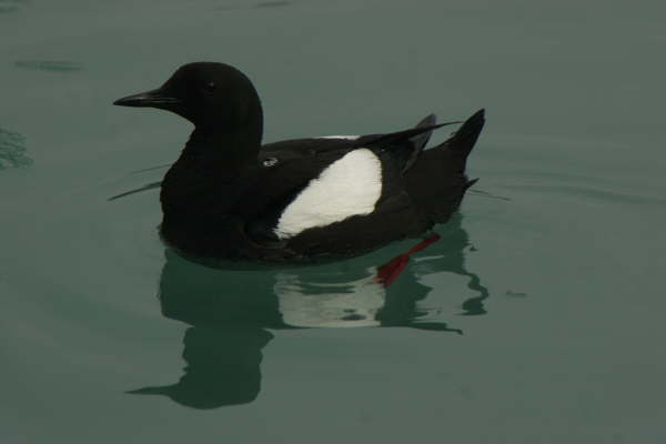 Black Guillemot