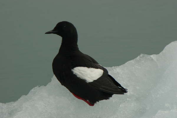 Black Guillemot