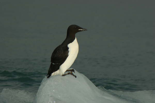 Brunnich's Guillemot