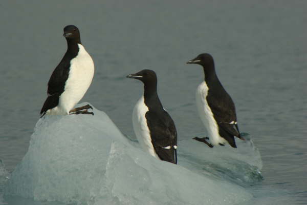 Brunnich's Guillemot