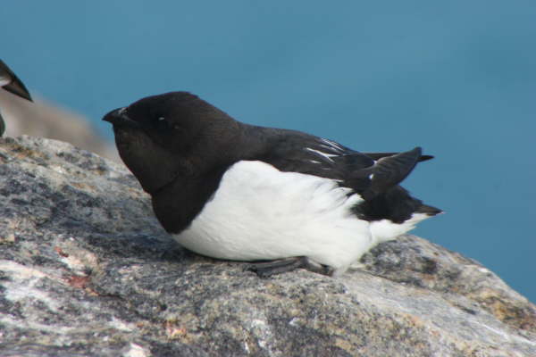 Little Auk