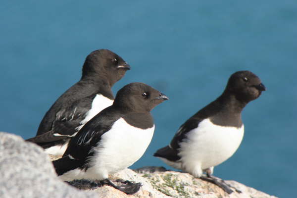 Little auks