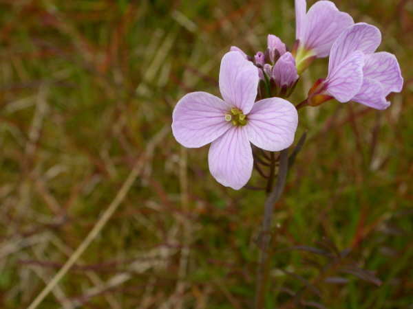 Cardamine pratensis - Lady's smock