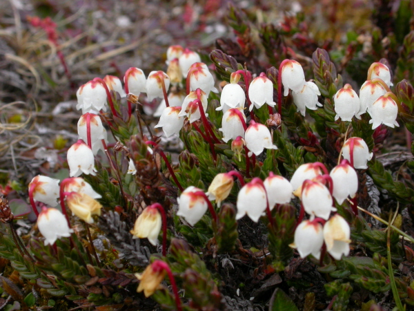 Cassiope tetragona - Arctic bell heather