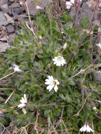 Cerastium arcticum - Arctic mouse-ear chickweed