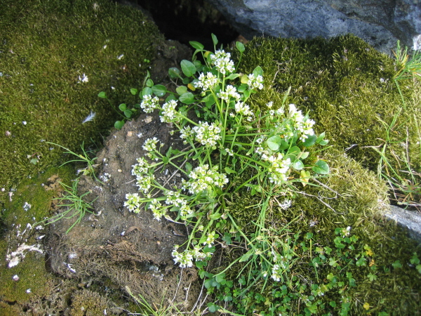 Cochlearia officianalis - Scurvy grass