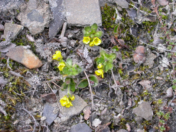 Draba belli - Arctic whitlow grass