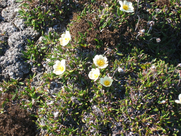 Dryas octopetala - Mountain avens