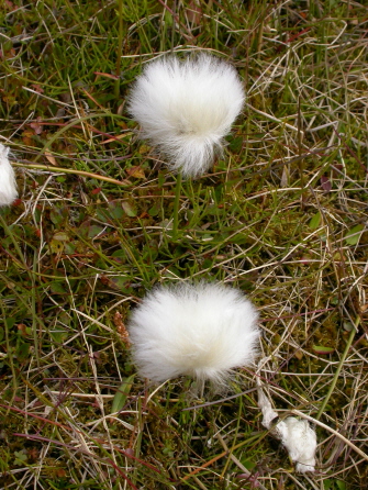 Eriophorum scheuchzeri - Arctic cotton grass