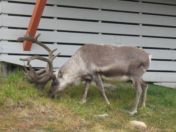 Reindeer