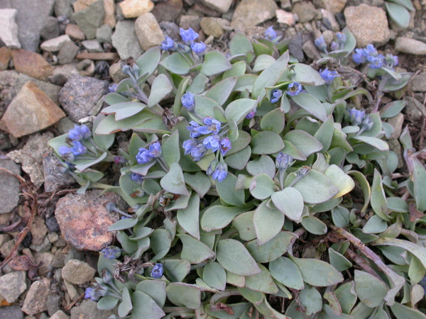 Mertensia maritima - Oysterleaf