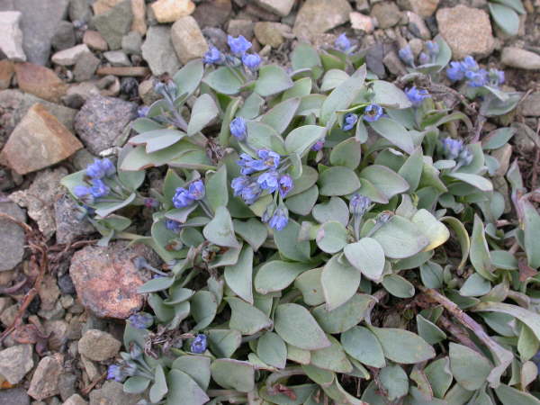 Mertensia maritima
