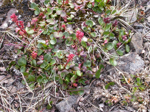 Oxyria digyna - Mountain sorrel
