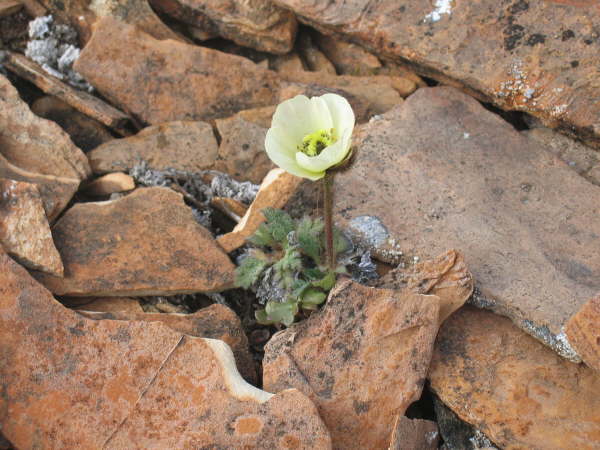 Papaver dahlianum - Svalbard poppy
