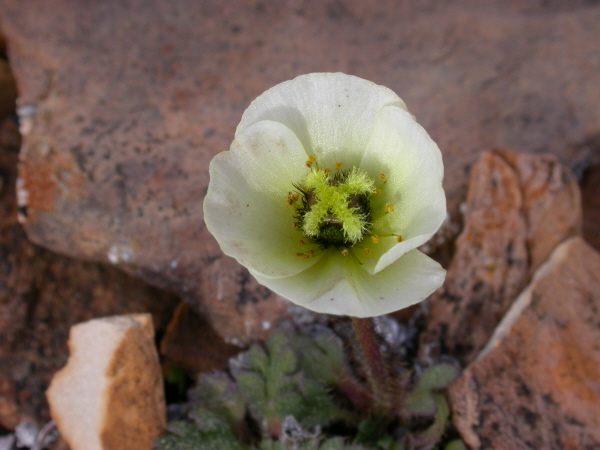 Papaver dahlianum - Svalbard poppy