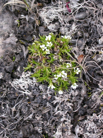 Sagina nivalis - Snow pearlwort