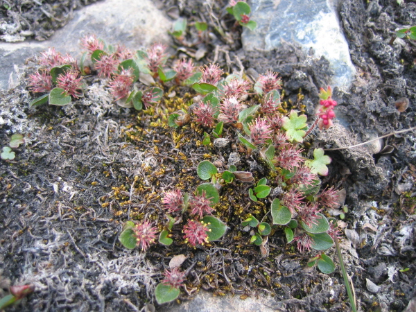 Salix polaris - Polar willow