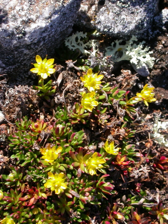 Saxifraga aizoides - Mountain saxifrage