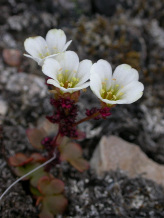 Saxifraga cernua - Drooping saxifrage