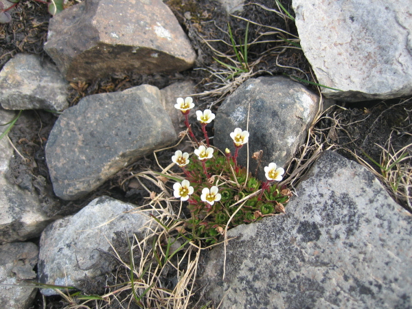 Saxifraga cespitosa - Tufted saxifrage