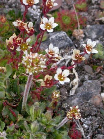 Saxifraga cespitosa and saxifraga nivalis - Tufted saxifrage and alpine saxifrage