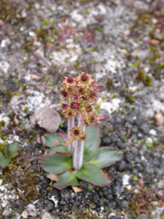 Saxifraga hieracifolia - Hawkweed-leaved saxifrage