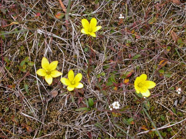 Saxifraga hirculus - Bog saxifrage