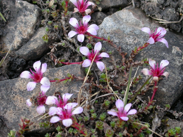 Saxifraga oppositifolia - Purple saxifrage