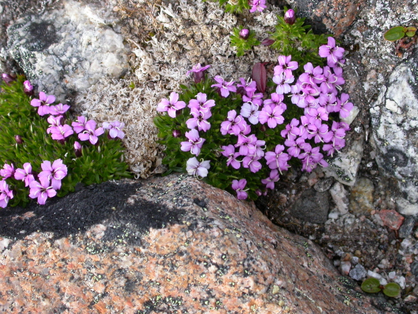 Silene acaulis - Moss camption