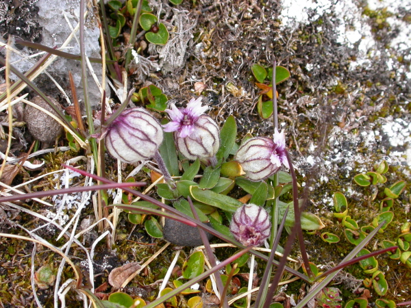 Silene uralensis - Apetalous catchfly