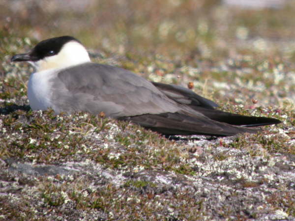 Long Tailed Skua 4