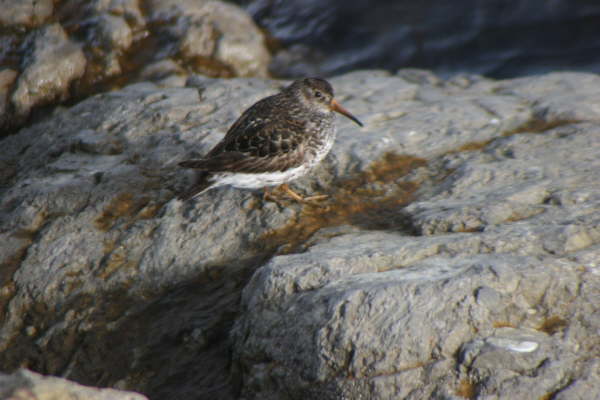 Purple Sandpiper