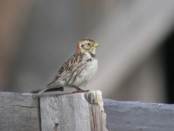 Lapland Bunting
