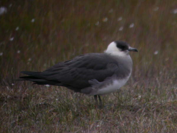 Arctic Skua