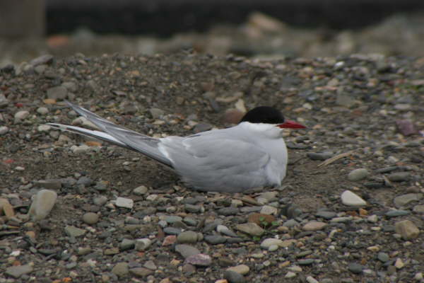 Arctic Tern