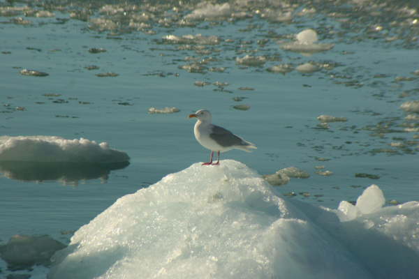 Glaucous Gull