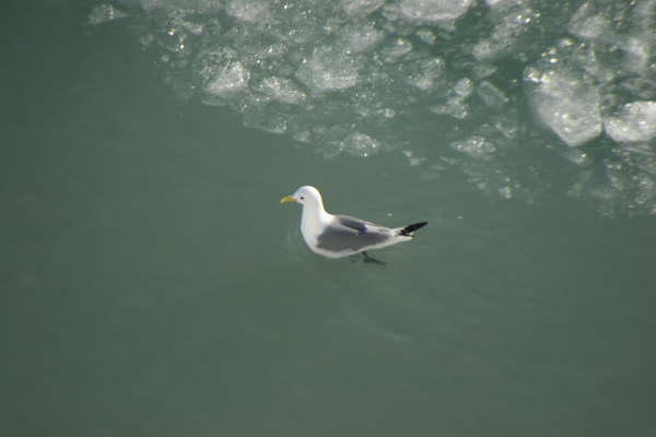 Kittiwake