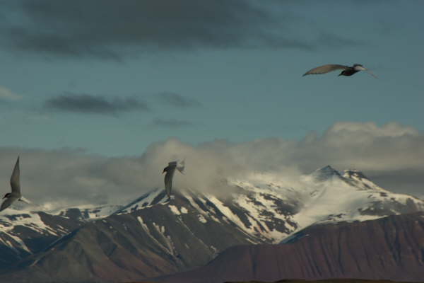 Arctic Terns