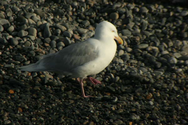 Glaucous Gull