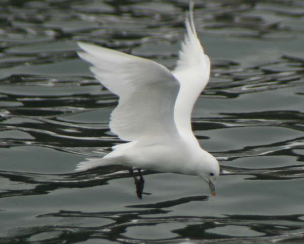 Ivory gull