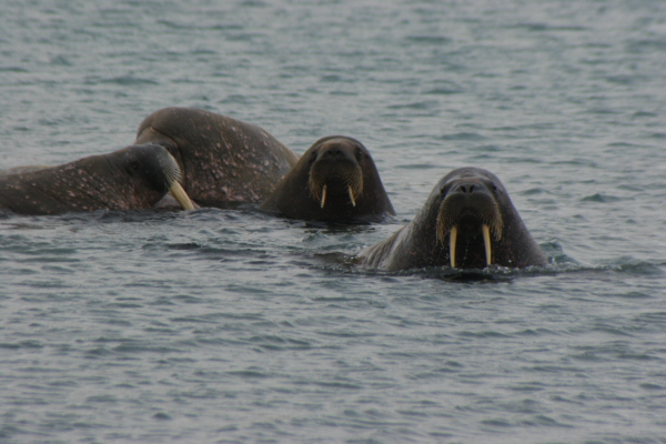 Walrus