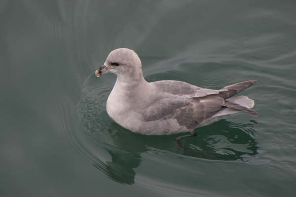 Northern Fulmar