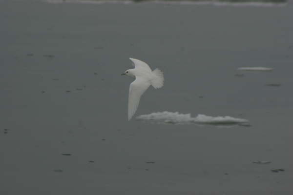 Ivory Gull