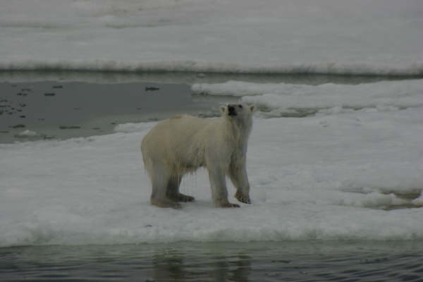 Polar bear