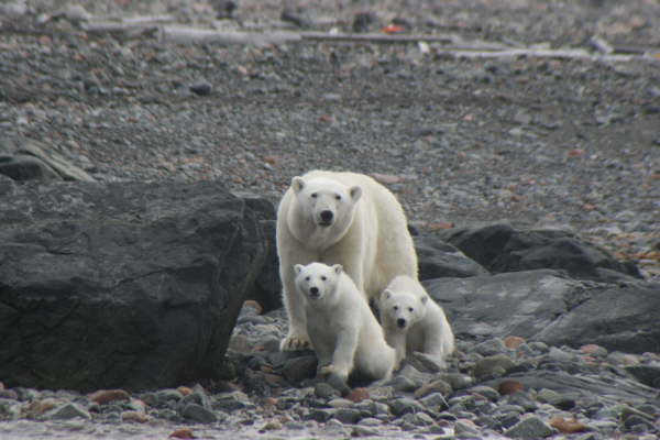 Polar bears